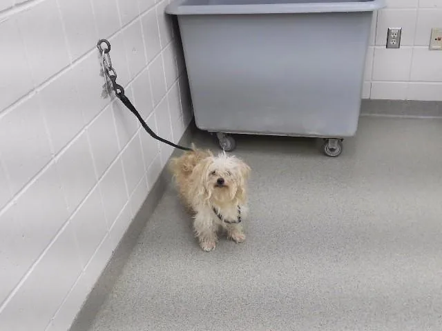A young small-sized male Maltese dog named Caviar for adoption in Omaha, NE