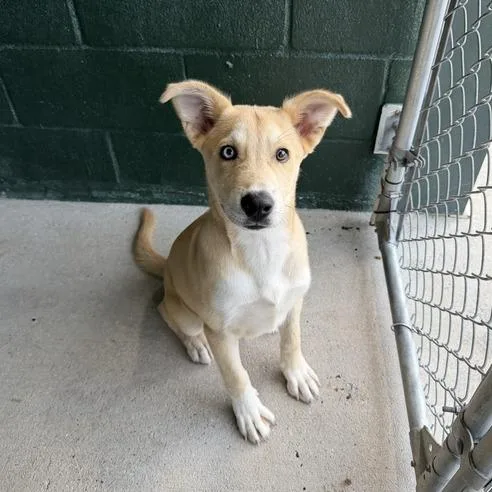 A baby medium-sized male Yellow / Tan / Blond / Fawn Labrador Retriever dog named O'ahu for adoption in Carencro, LA