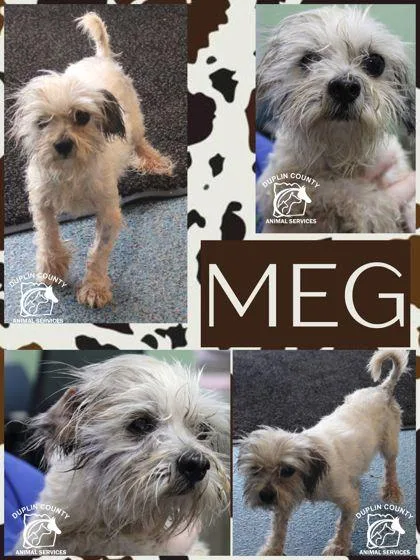 An adult small-sized female Mixed Breed dog named Meg for adoption in Kenansville, NC