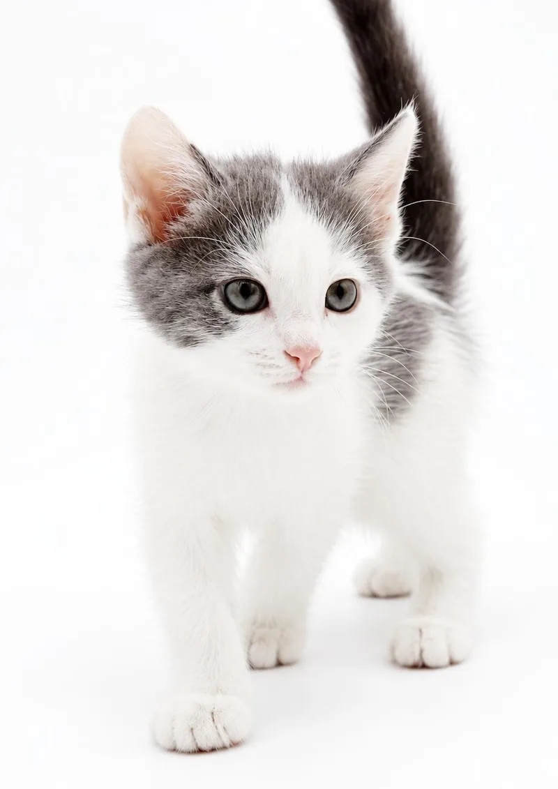 A baby small-sized female Turkish Van cat named Whitney is simply wonderful for adoption in Bedford Hills, NY