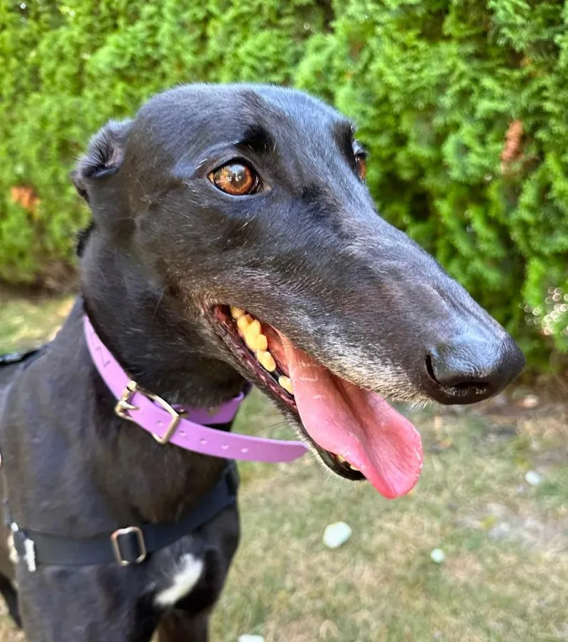 An adult large-sized female Greyhound dog named Muffin for adoption in Hopkinton, MA