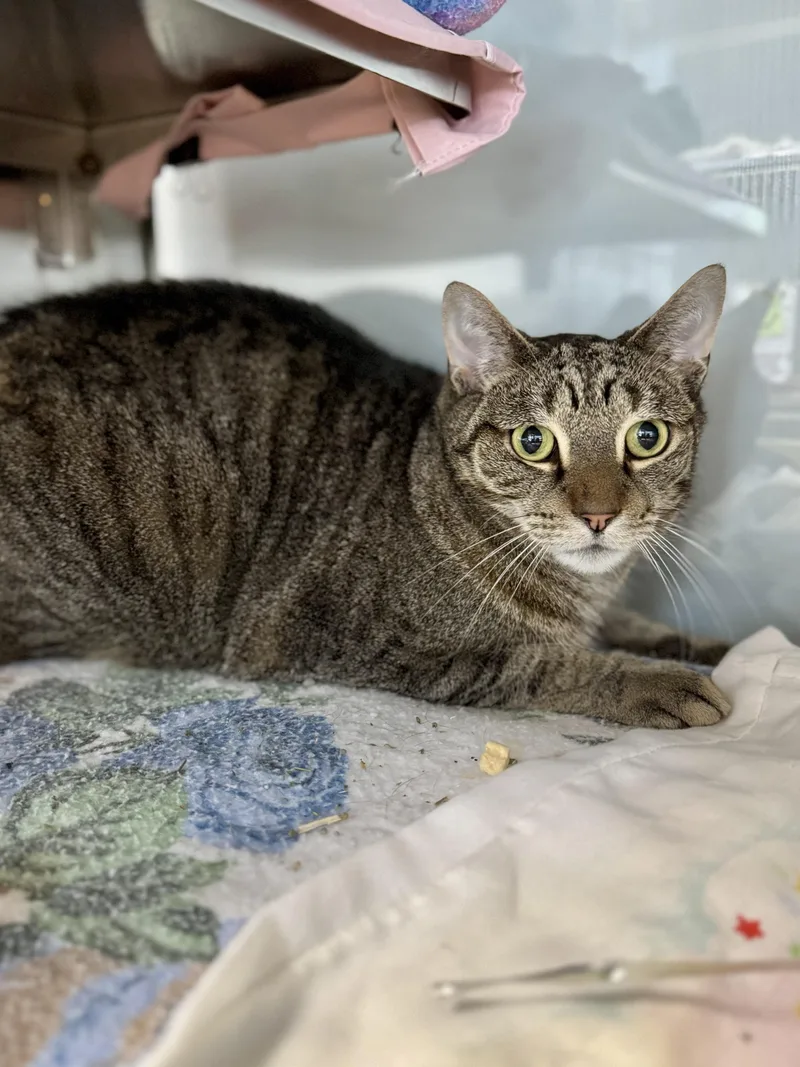 A senior large-sized male Tabby (Brown / Chocolate) Domestic Short Hair cat named Whiskers for adoption in Midland, MI