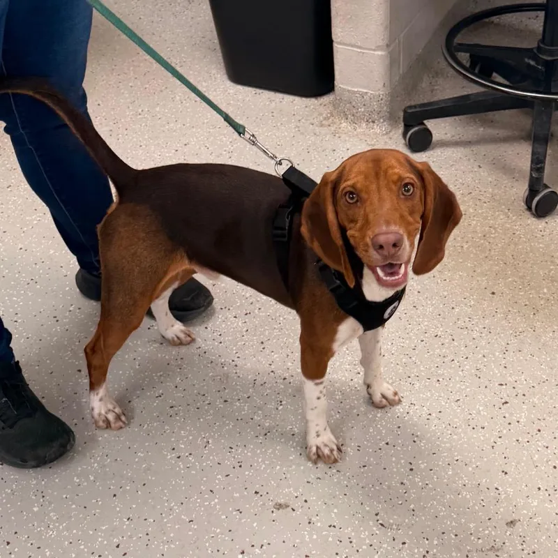 A young medium-sized male Brown / Chocolate Beagle dog named Rio for adoption in Indianapolis, IN