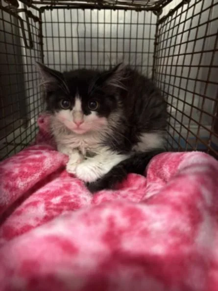 A baby small-sized female Domestic Medium Hair cat named Luna for adoption in Chatsworth, CA