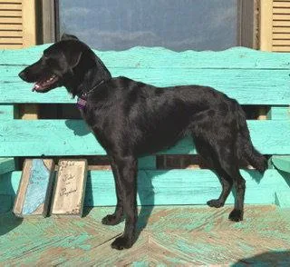 An adult medium-sized female Border Collie dog named Betty Jane for adoption in Pleasanton, TX