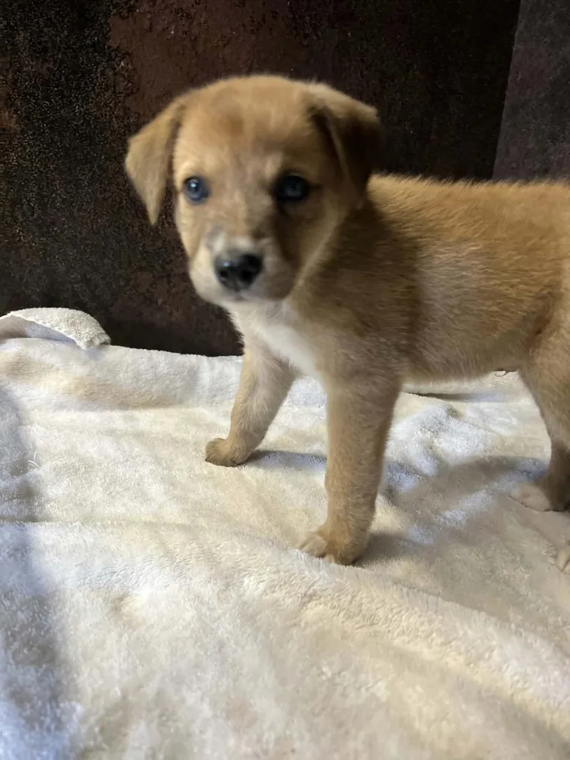 A baby medium-sized male Golden Retriever dog named Sawyer for adoption in Rockwall, TX