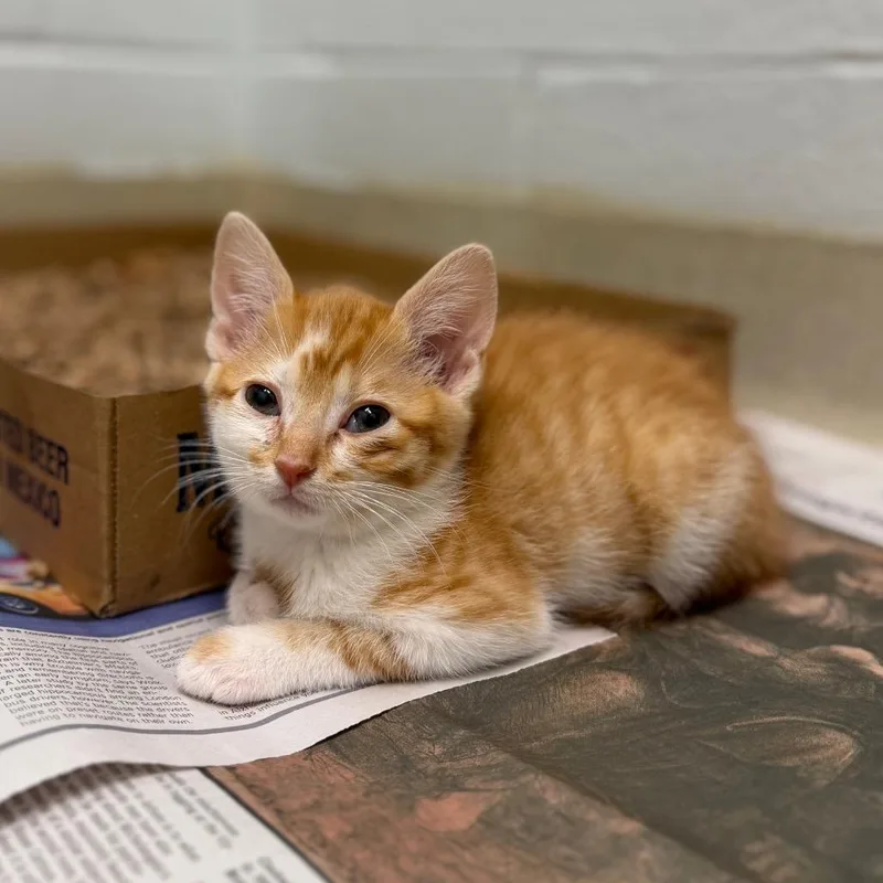 A baby small-sized male Orange / Red Domestic Short Hair cat named Pumpkin for adoption in Marshall, VA