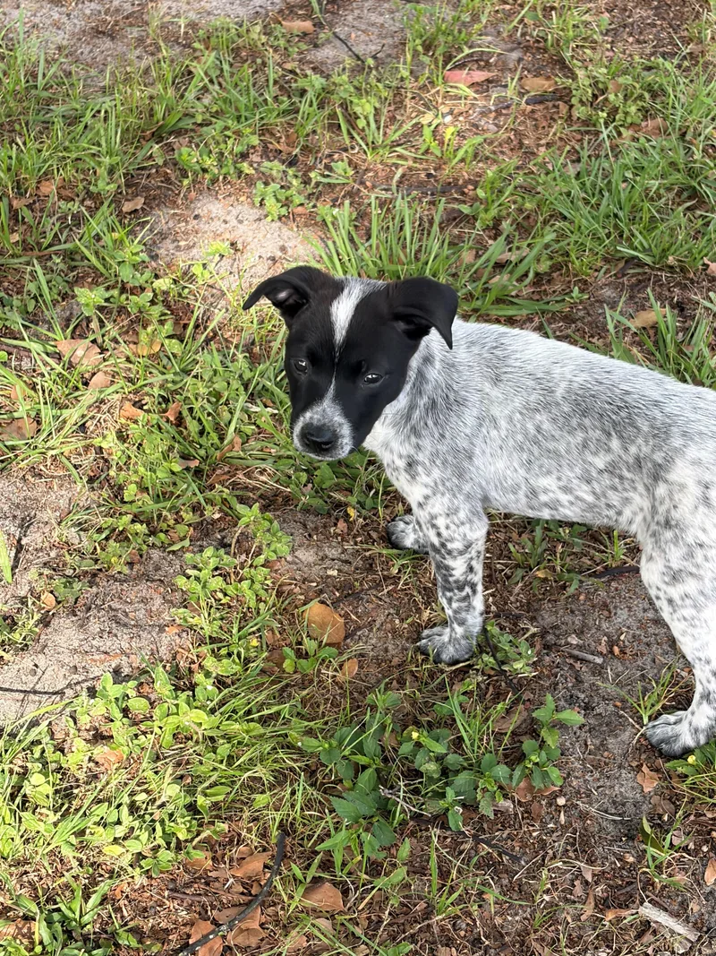 A baby medium-sized female Black Australian Cattle Dog / Blue Heeler dog named Pepper for adoption in Zephyrhills, FL