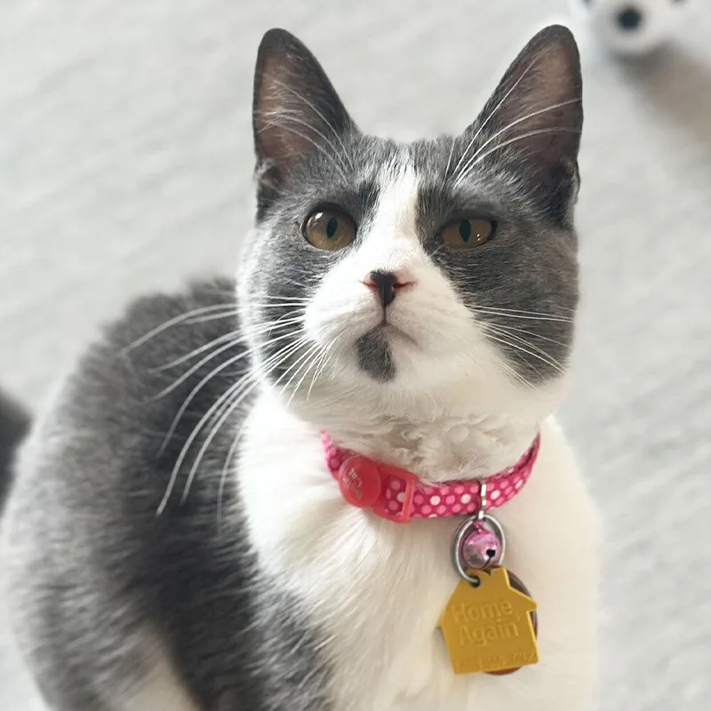 A young small-sized female Domestic Short Hair cat named Sierra for adoption in Port Washington, NY