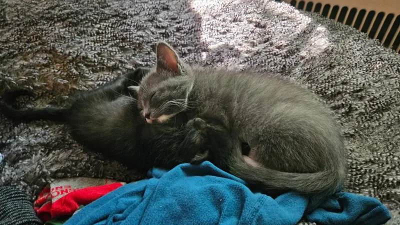 A baby medium-sized male Domestic Short Hair cat named Munchkin for adoption in Parkville, MD