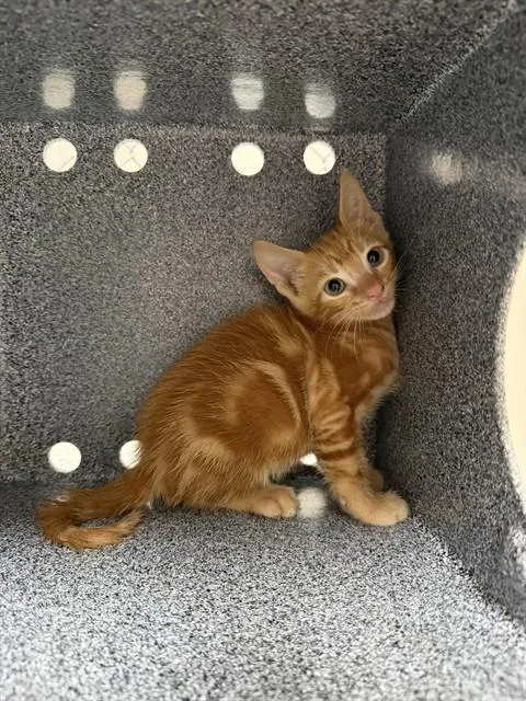 A baby small-sized male Domestic Short Hair cat named A for adoption in Naples, FL