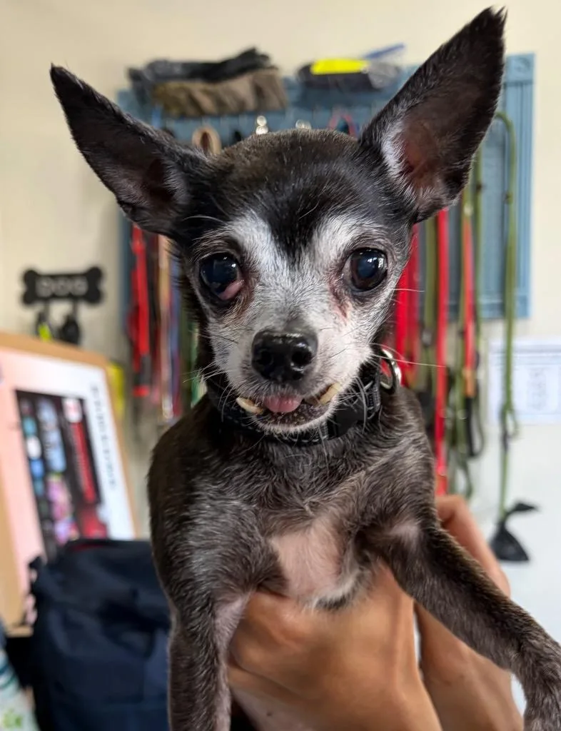 A senior small-sized female Chihuahua dog named Abby for adoption in St. Augustine, FL