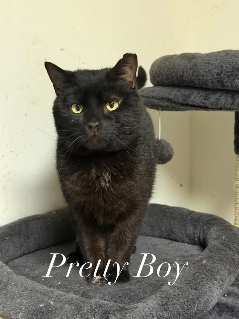 An adult medium-sized male Black Domestic Short Hair cat named Pretty Boy for adoption in Martinsville, IN