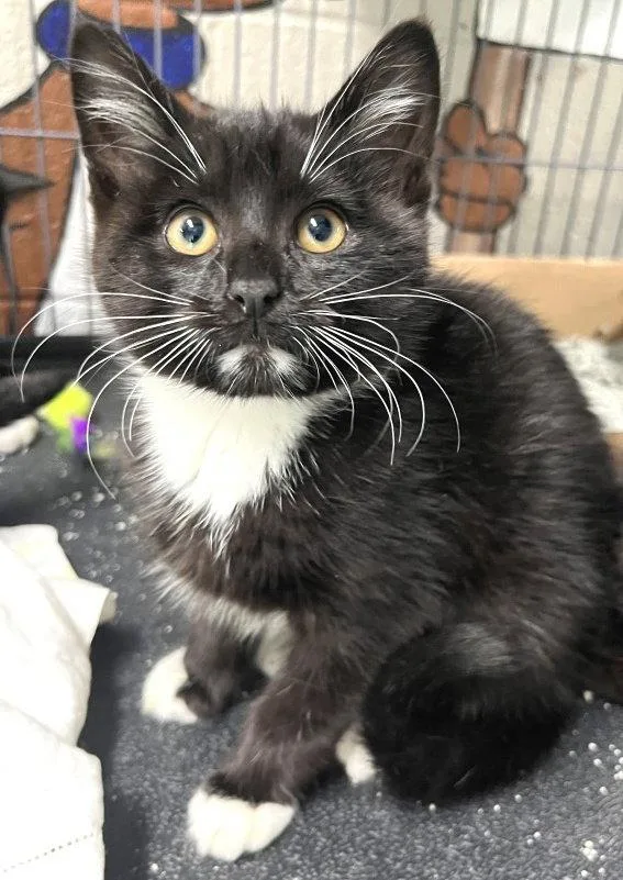 A baby medium-sized male Tuxedo cat named Pisces for adoption in Carrollton, GA
