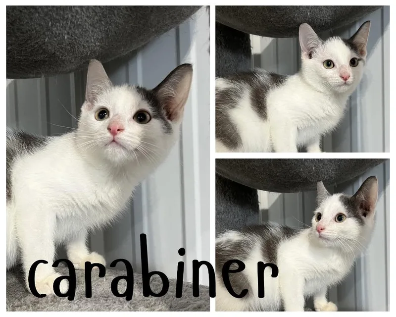 Carabiner thumbnail 2