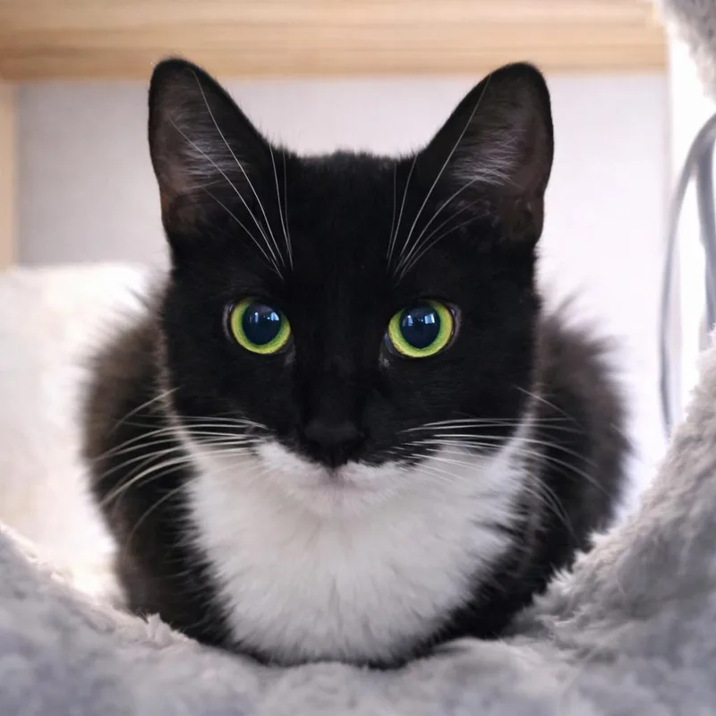 A young medium-sized female Black & White / Tuxedo Domestic Short Hair cat named Star for adoption in Liverpool, TX