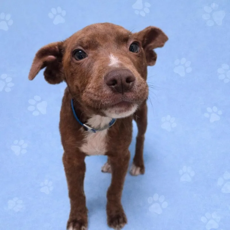 Teddy Bear thumbnail 2