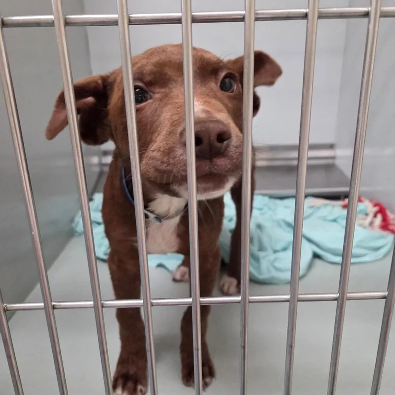 Teddy Bear thumbnail 3