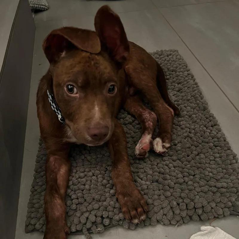 Teddy Bear thumbnail 4