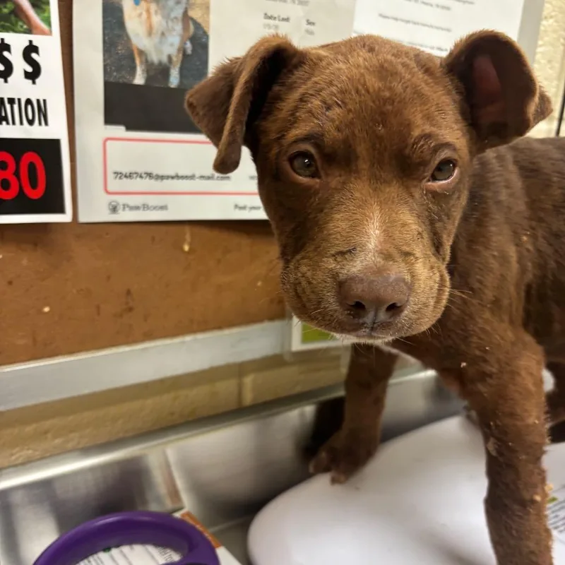 Teddy Bear thumbnail 5