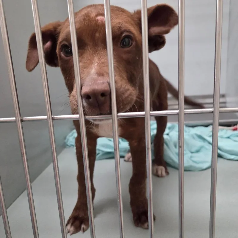 Teddy Bear thumbnail 6