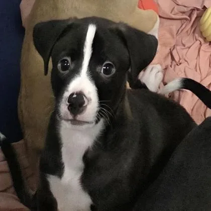 A young medium-sized male Black Mixed Breed dog named Dutch Bros for adoption in Lansing, MI