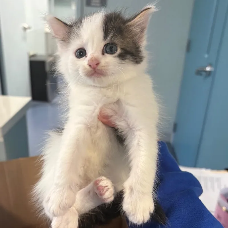 A baby small-sized male White Domestic Short Hair cat named Hulk for adoption in Greensboro, NC