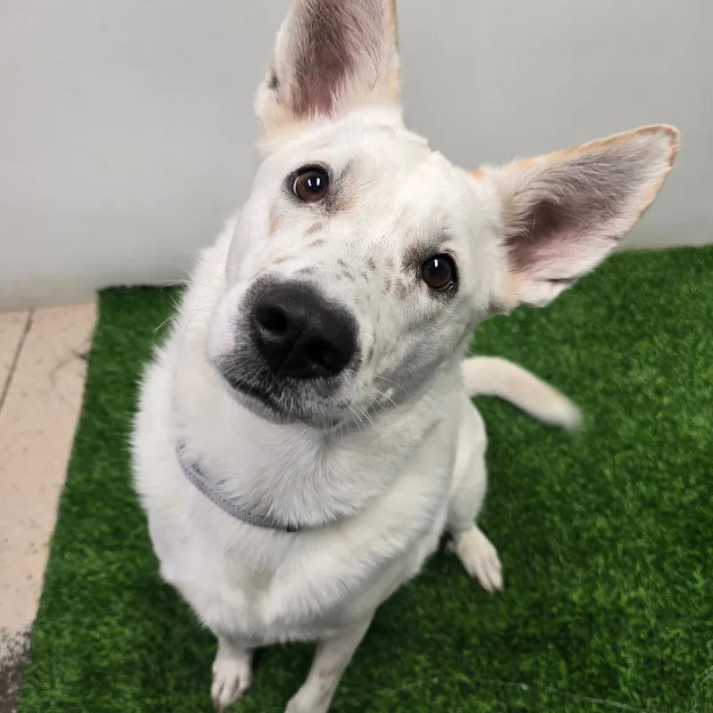 An adult large-sized female White / Cream German Shepherd Dog dog named Daisy Mae for adoption in Columbia, MO