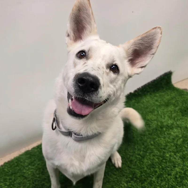 Daisy Mae thumbnail 2