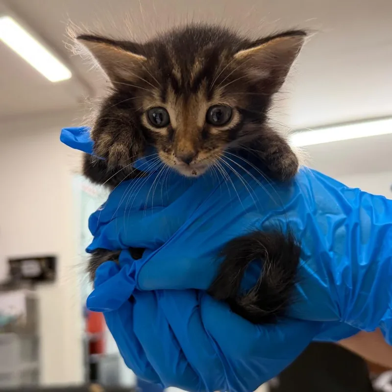 A baby small-sized male Domestic Short Hair cat named Jerry for adoption in Edinburg, TX