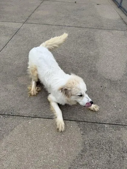 A young large-sized male Great Pyrenees dog named Doug for adoption in Westland, MI