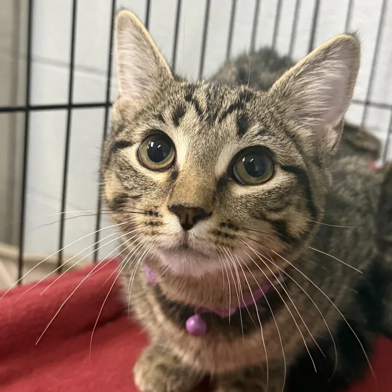 A baby small-sized female Brown / Chocolate Domestic Short Hair cat named Megara for adoption in Marion, VA