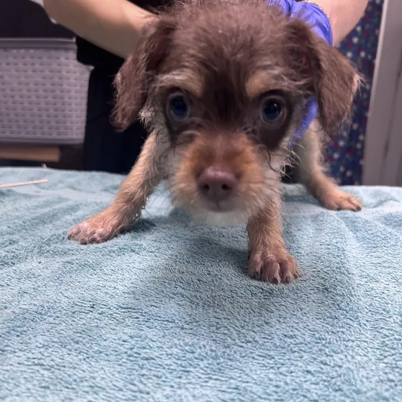 A baby small-sized male Sable Mixed Breed dog named Tennessee Blues for adoption in Summerville, SC