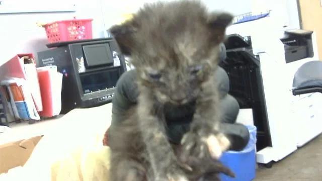 A baby medium-sized female Domestic Long Hair cat named Soleil for adoption in Dallas, TX