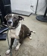 An adult medium-sized male Brindle Mixed Breed dog named Leo for adoption in New Iberia, LA