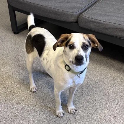 An adult medium-sized male White / Cream Mixed Breed dog named Buster Brown for adoption in Lansing, MI