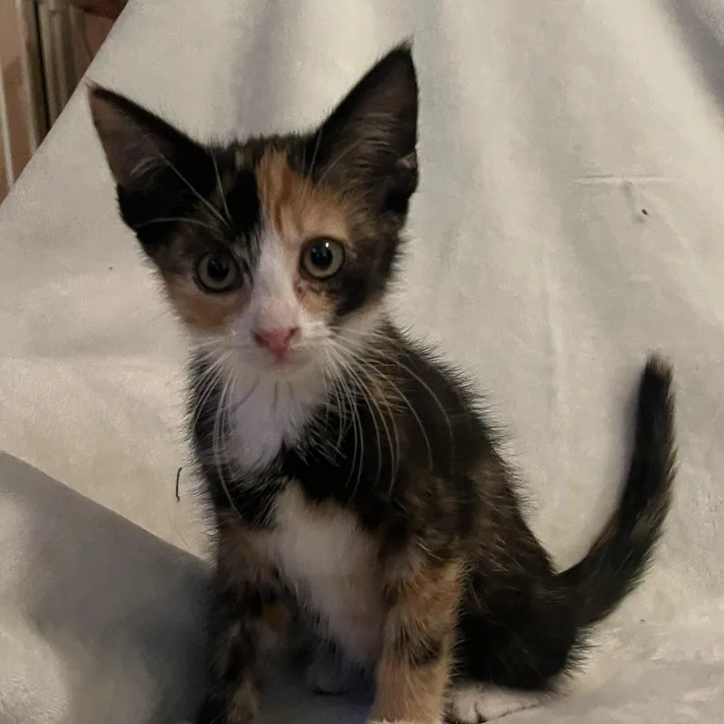 A baby medium-sized female Calico Domestic Short Hair cat named Missy for adoption in Minneapolis, MN