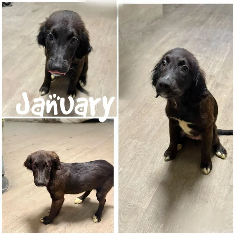 A young medium-sized male Black Brittany Spaniel dog named January for adoption in Saint James, MO
