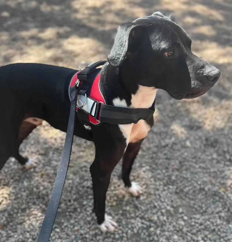 An adult large-sized male Black Mixed Breed dog named Duncan for adoption in Canon City, CO