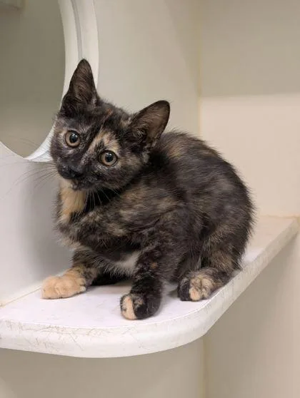 An adult small-sized female Domestic Short Hair cat named Nyx for adoption in Mansfield, TX