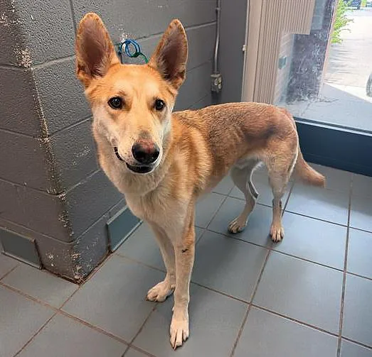 An adult medium-sized male White / Cream Mixed Breed dog named Dr. Seuss for adoption in Nashville, TN