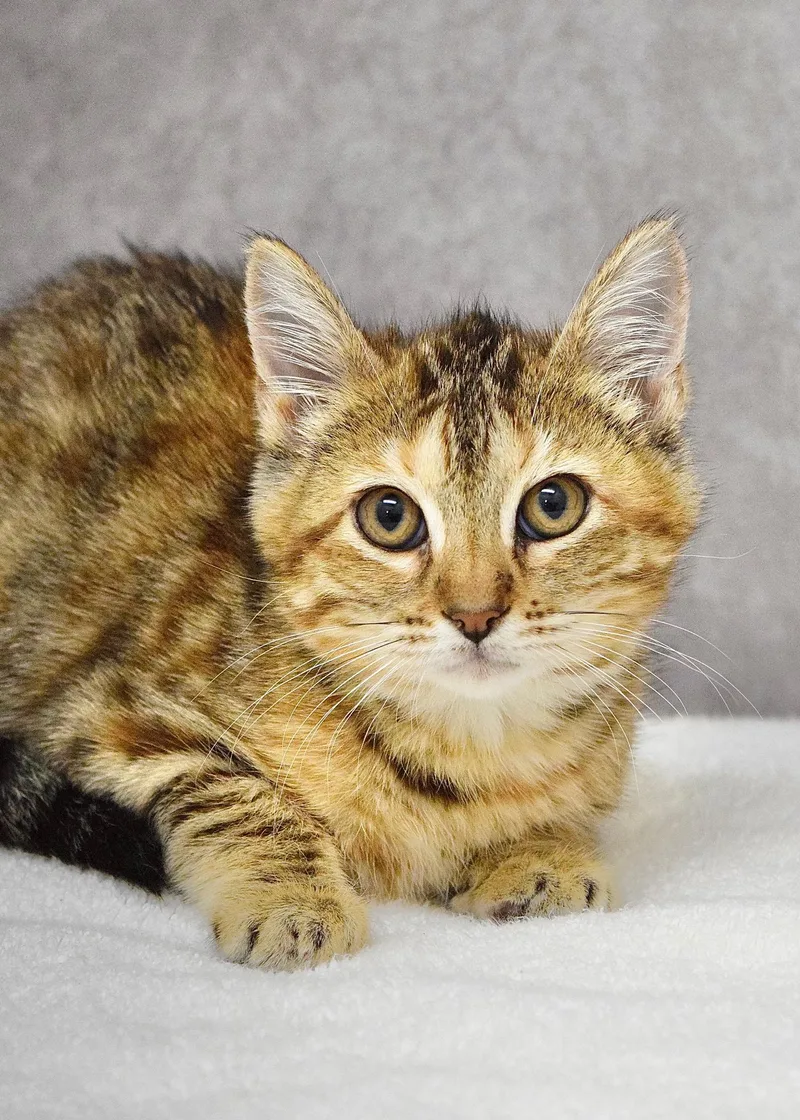 A baby medium-sized female Torbie Domestic Short Hair cat named Ginny for adoption in Dublin, CA
