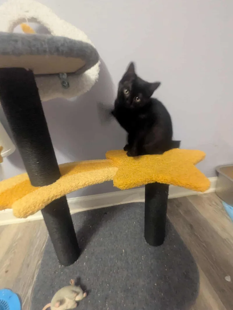 A baby small-sized female Domestic Short Hair cat named Bellamy for adoption in Clayton, NC