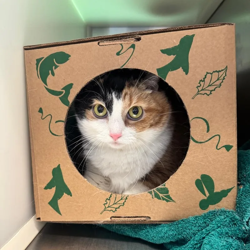 An adult large-sized female Domestic Short Hair cat named Angel for adoption in Fairport, NY