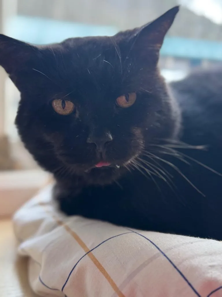A senior large-sized male Domestic Short Hair cat named Jethro for adoption in Pottsville, PA