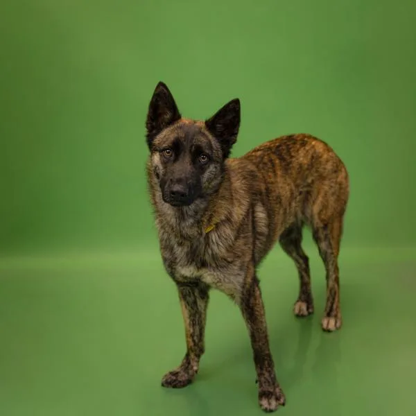 A young medium-sized female Shepherd dog named Pen  Sam for adoption in Lawrenceville, GA