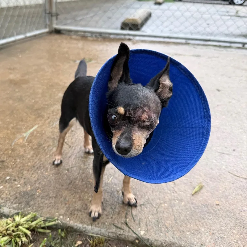 A senior small-sized female Black Chihuahua dog named Solitaire for adoption in Carencro, LA
