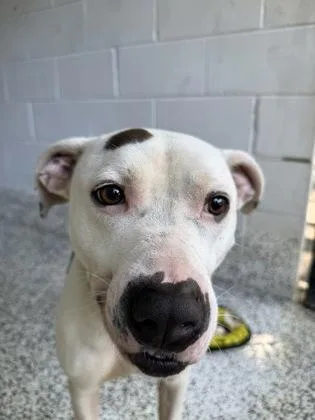 An adult medium-sized male Mixed Breed dog named Buck for adoption in West Chester, PA