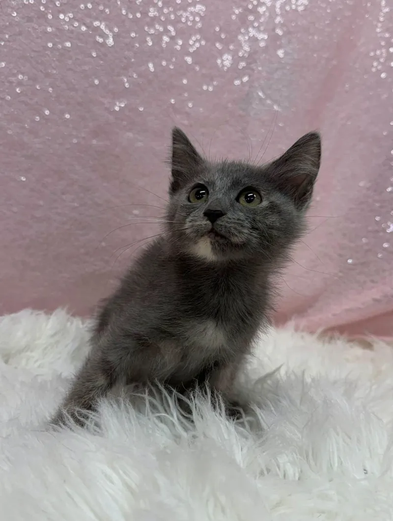 A young medium-sized female Gray / Blue / Silver Domestic Short Hair cat named Aspen for adoption in Clarkesville, GA
