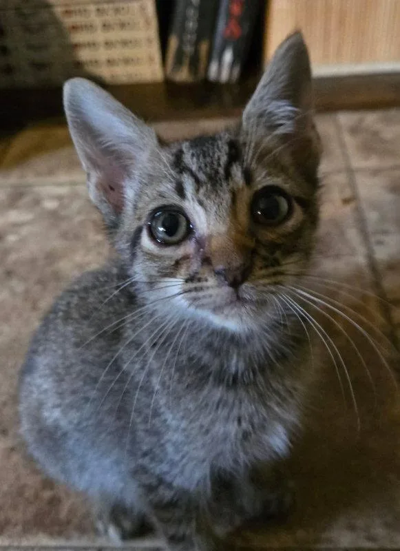 A baby medium-sized male Domestic Short Hair cat named Joshua Graham for adoption in Pineville, LA